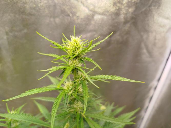 Guava Sunday Auto - Bloombastic contest. Week 5