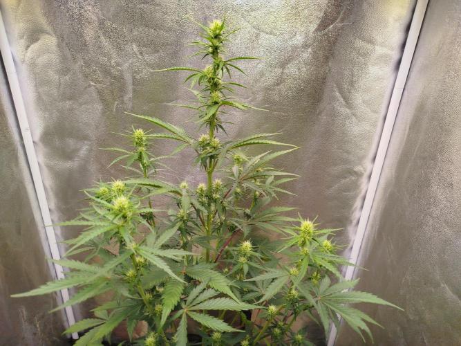 Guava Sunday Auto - Bloombastic contest. Week 5