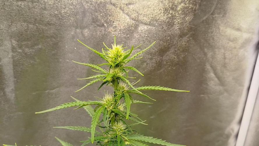 Guava Sunday Auto - Bloombastic contest