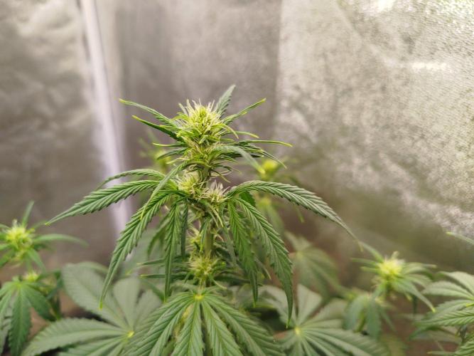 Wedding Cheesecake Auto. Week 5