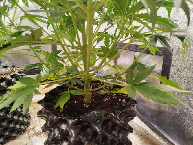 Wedding Cheesecake Auto. Week 5