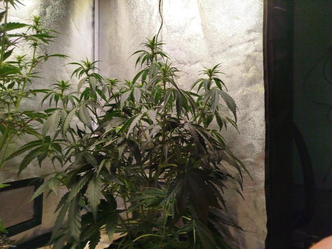 Wedding Cheesecake Auto. Week 5