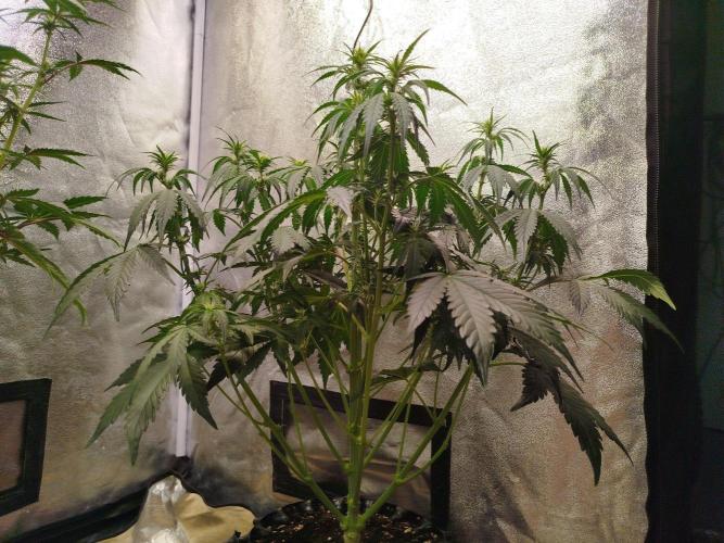 Wedding Cheesecake Auto. Week 5