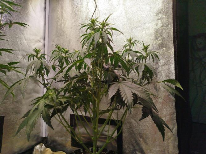 Wedding Cheesecake Auto. Week 5