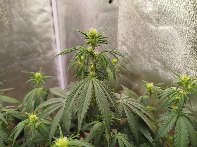 Wedding Cheesecake Auto. Week 5