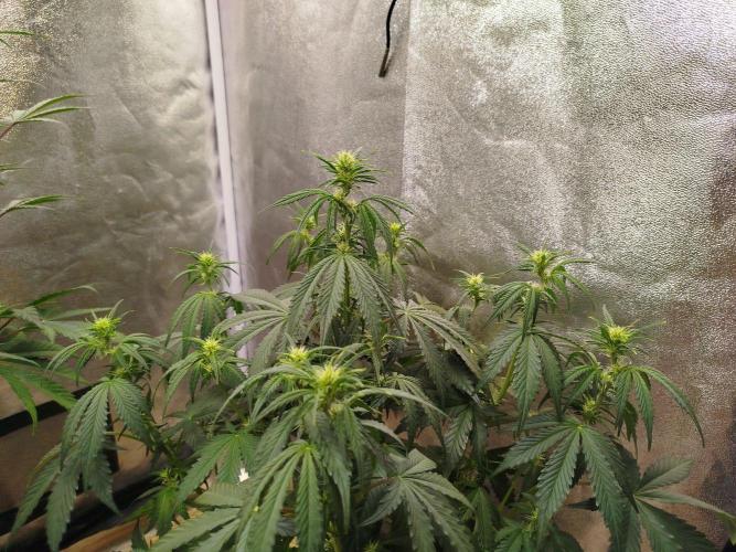 Wedding Cheesecake Auto. Week 5