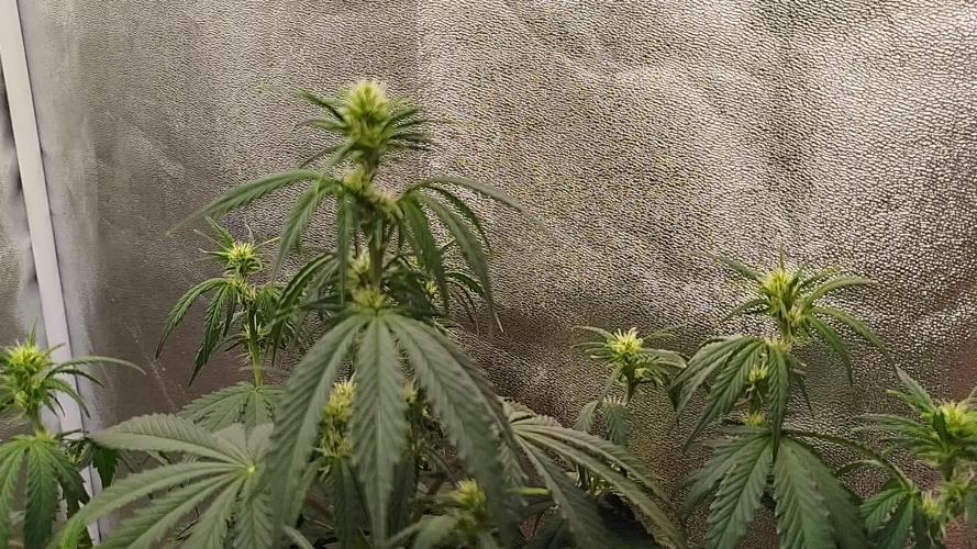 Wedding Cheesecake Auto
