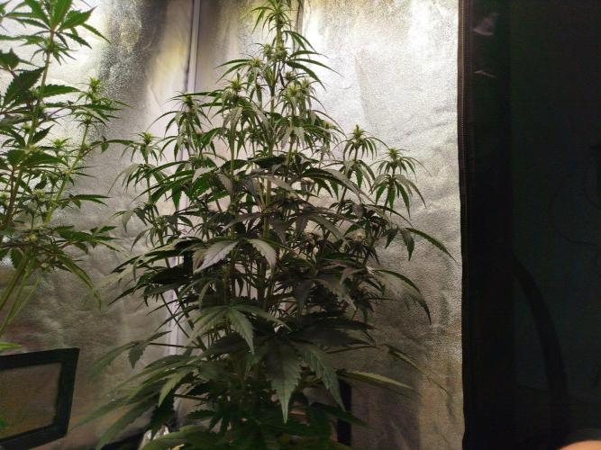 Sour Jealousy Auto. Week 5