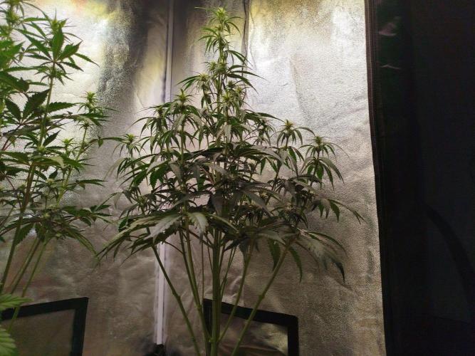 Sour Jealousy Auto. Week 5