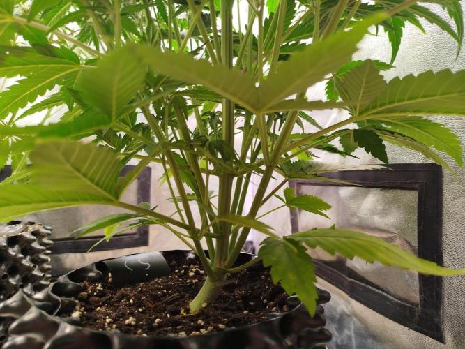 Sour Jealousy Auto. Week 5