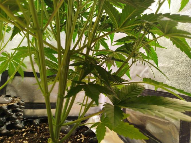 Sour Jealousy Auto. Week 5