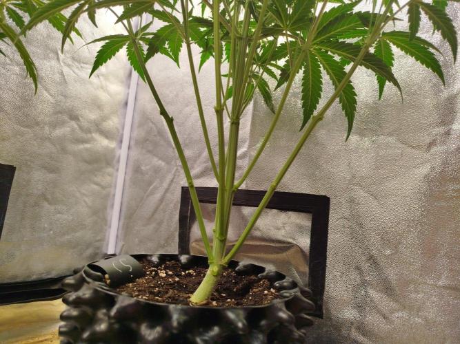 Sour Jealousy Auto. Week 5