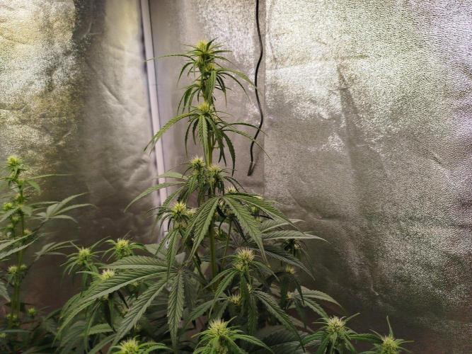 Sour Jealousy Auto. Week 5