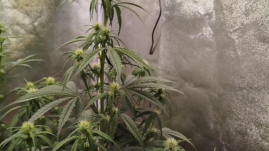 Sour Jealousy Auto
