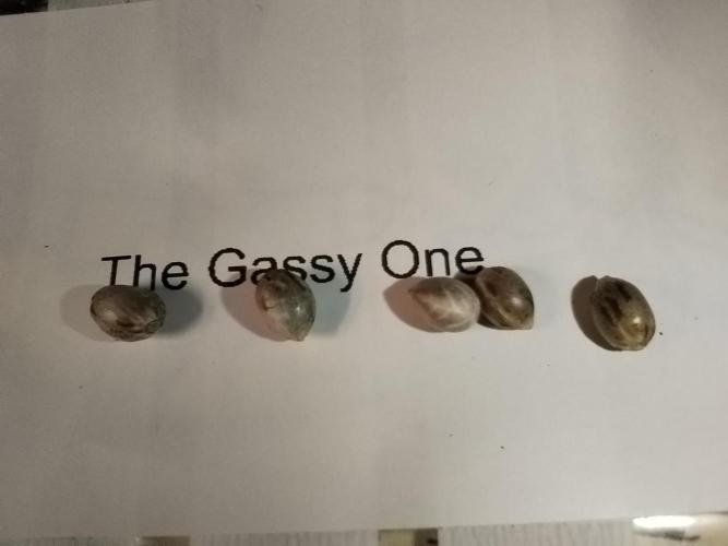 Gassy Duo | SSSC Contest 26 | F027. Week 15