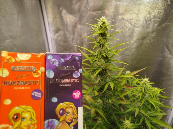 Guava Sunday Auto - Bloombastic contest. Week 6
