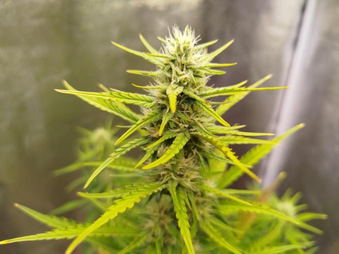 Guava Sunday Auto - Bloombastic contest. Week 6