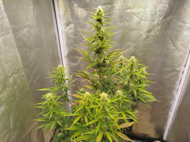 Guava Sunday Auto - Bloombastic contest. Week 6