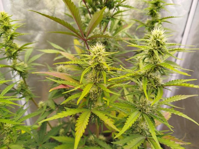 Guava Sunday Auto - Bloombastic contest. Week 6