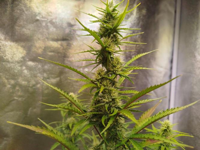 Guava Sunday Auto - Bloombastic contest. Week 6