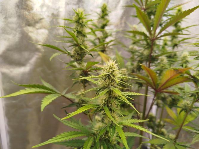 Guava Sunday Auto - Bloombastic contest. Week 6