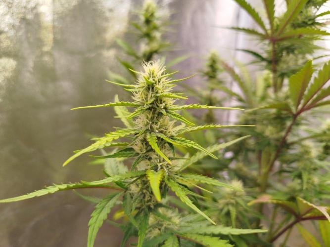 Guava Sunday Auto - Bloombastic contest. Week 6