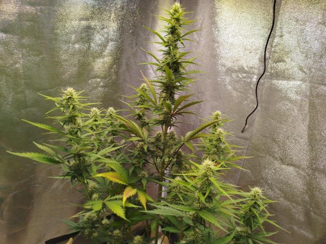 Guava Sunday Auto - Bloombastic contest. Week 6