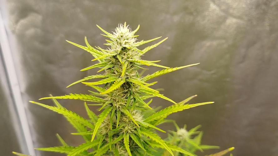 Guava Sunday Auto - Bloombastic contest