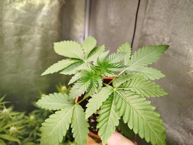 Black Orchard. Week 3