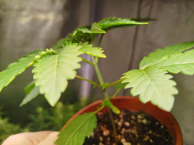 Black Orchard. Week 3