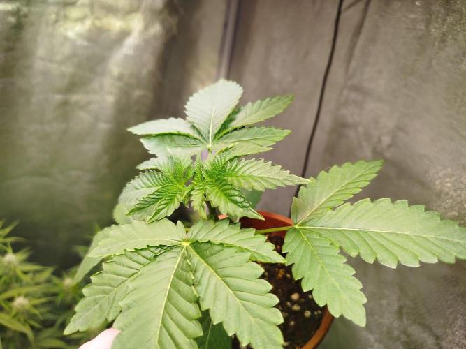 Black Orchard. Week 3