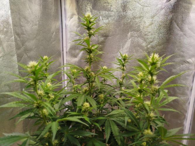 Wedding Cheesecake Auto. Week 6