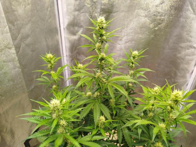 Wedding Cheesecake Auto. Week 6