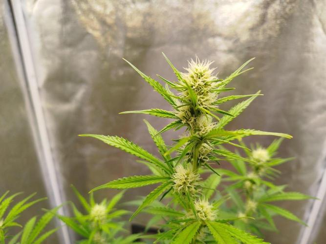Wedding Cheesecake Auto. Week 6