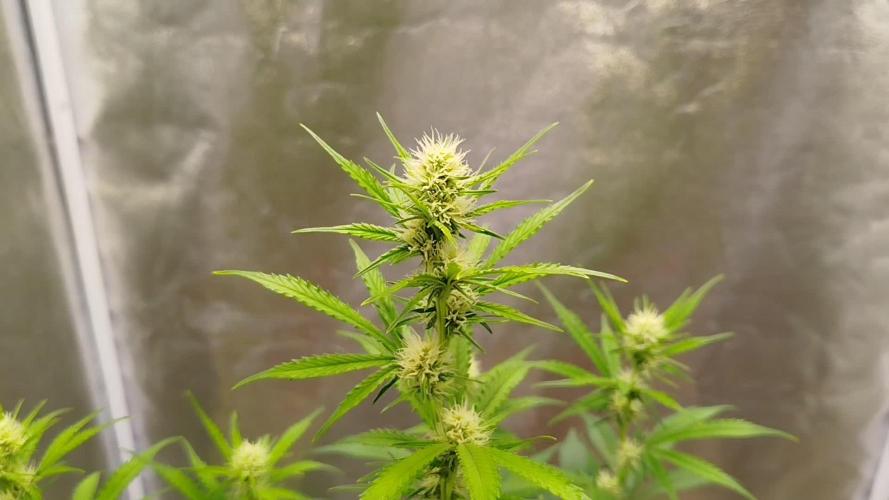 Wedding Cheesecake Auto
