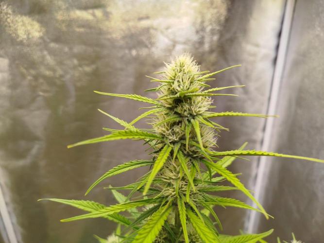 Sour Jealousy Auto. Week 6