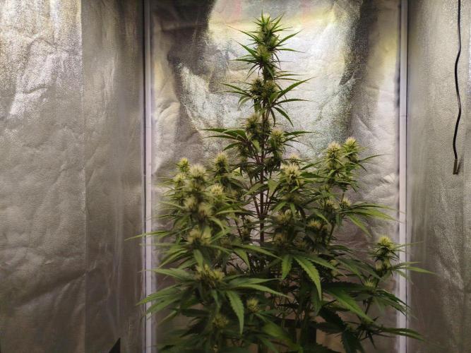 Sour Jealousy Auto. Week 6