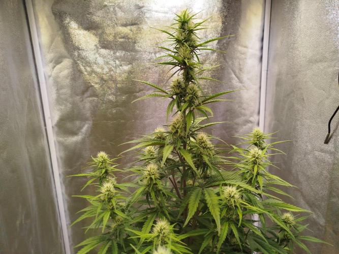 Sour Jealousy Auto. Week 6