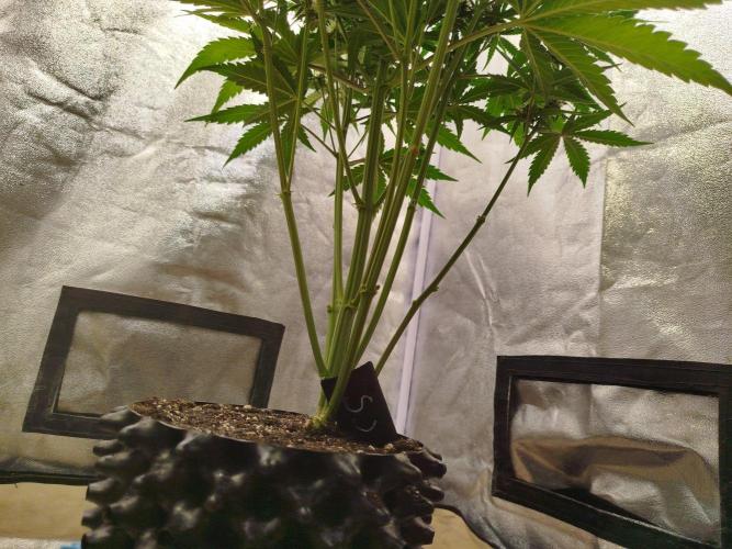 Sour Jealousy Auto. Week 6