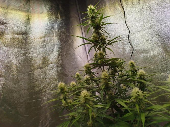 Sour Jealousy Auto. Week 6