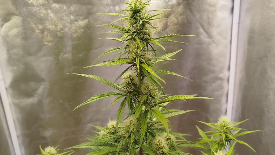 Sour Jealousy Auto