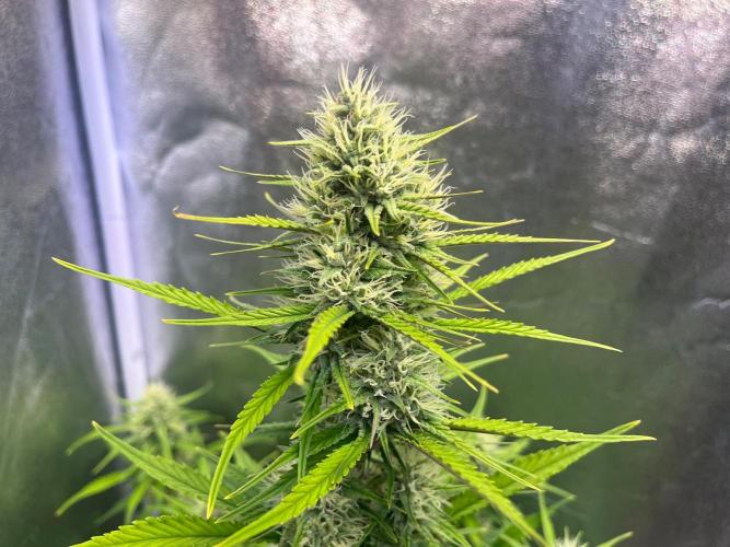Sour Jealousy Auto. Week 7