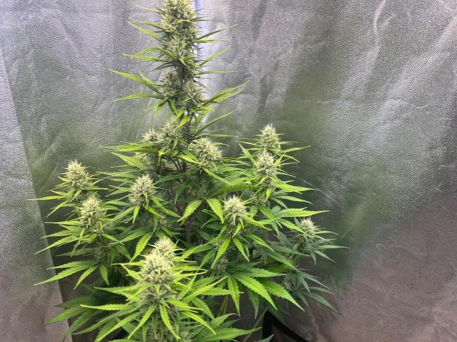 Sour Jealousy Auto. Week 7