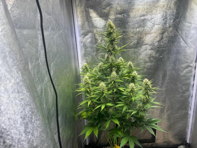 Sour Jealousy Auto. Week 7