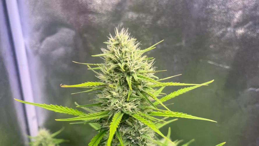 Sour Jealousy Auto