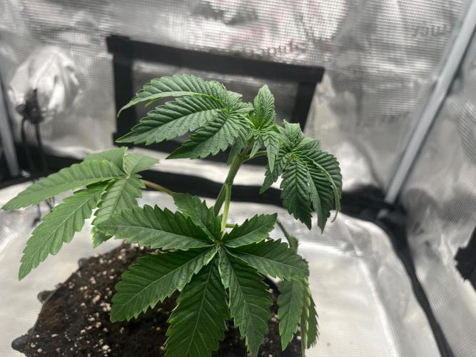 Black Orchard. Week 4