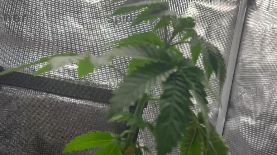 Black Orchard