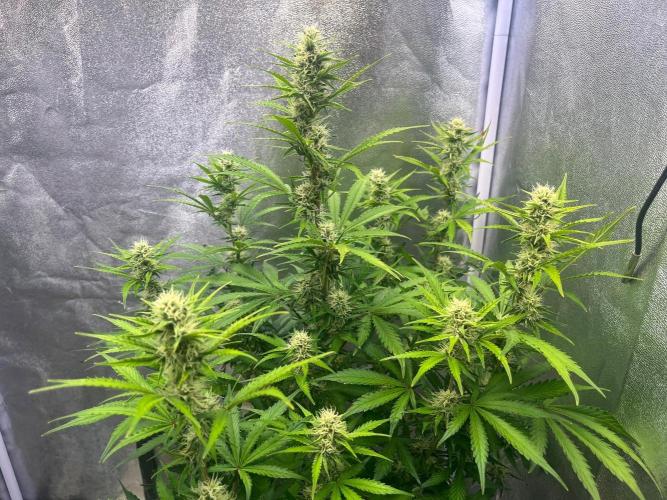 Wedding Cheesecake Auto. Week 7