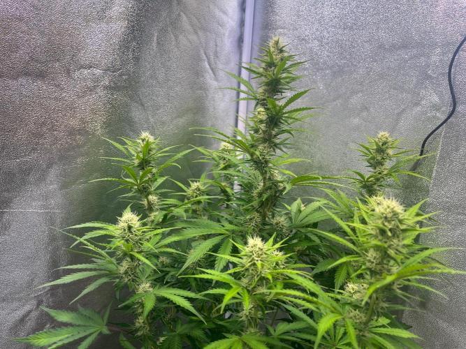 Wedding Cheesecake Auto. Week 7