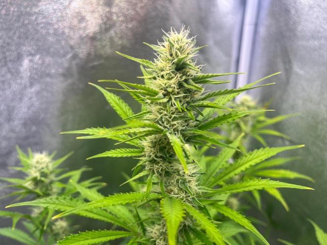 Wedding Cheesecake Auto. Week 7
